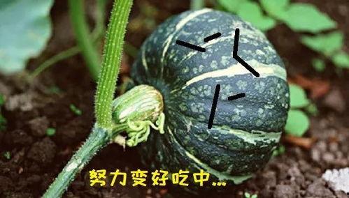 吃瓜的瓜是真的,瓜真的那么好吃吗？