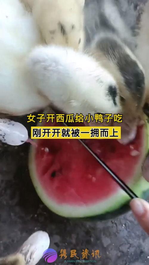 美女吃鸭瓜,美女与鸭瓜的浪漫邂逅