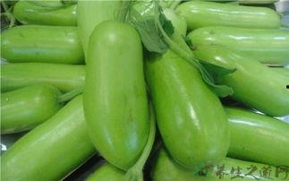 蒲瓜嫩叶可以吃,绿色餐桌上的美味佳肴