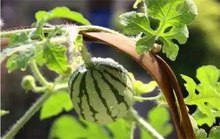 吃瓜的花,探寻吃瓜者的趣味世界