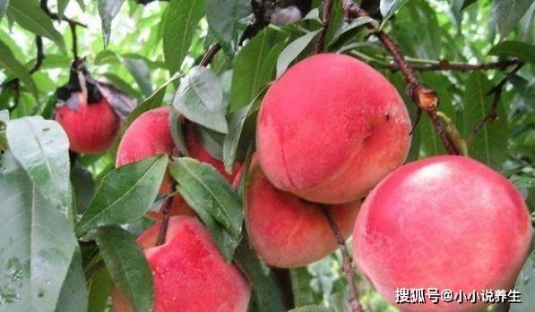 桃桃吃瓜剧,揭秘娱乐圈幕后风云