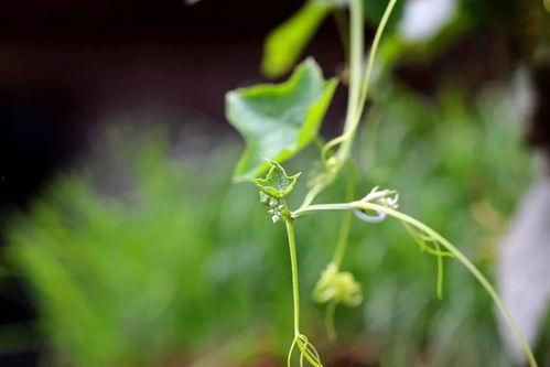 鼻炎吃瓜布,吃瓜布，轻松缓解鼻塞不适