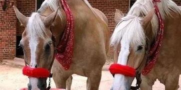 吃瓜即掉马,揭秘网络舆论背后的风险与应对