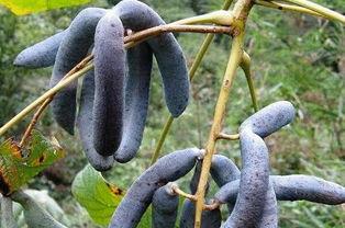 吃猫屎瓜视频,奇特美食背后的故事与争议