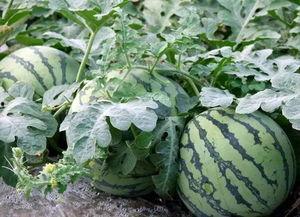 瓜田吃瓜角色分析,揭秘角色背后的心理与动机