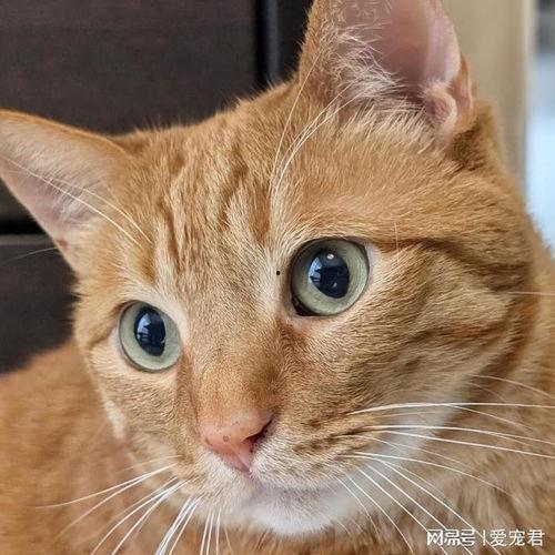 小猫头像吃瓜图片,萌态可掬引网友热议