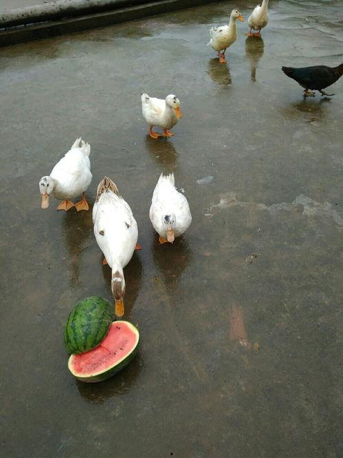 春风冲鸭吃瓜,鸭儿欢快吃瓜趣事