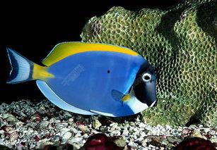 海底吃瓜鱼,揭秘海底“吃瓜鱼”的神秘生活