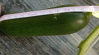 刚吃的瓜新鲜的,揭秘刚吃下的新鲜瓜果传奇