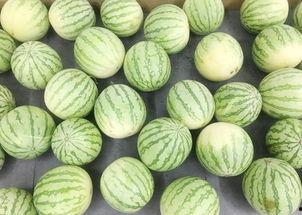 肖战斗罗吃瓜,吃瓜群众眼中的奇幻冒险之旅