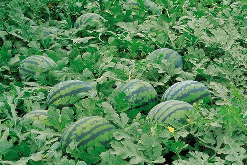 吃拉秧瓜的危害,揭秘其潜在危害与预防措施