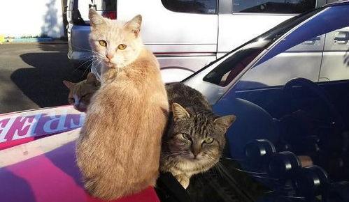 猫咪群众吃瓜视频,猫咪吃瓜视频，揭秘宠物界的“八卦风云”