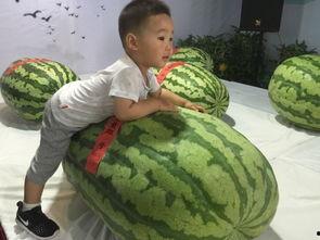 凉山吃瓜事件,一场引发社会热议的网络风波