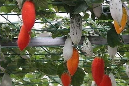 老鼠吃野瓜,自然界的奇妙生态互动