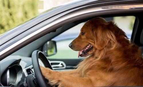 吃瓜不开车,安全驾驶，文明出行