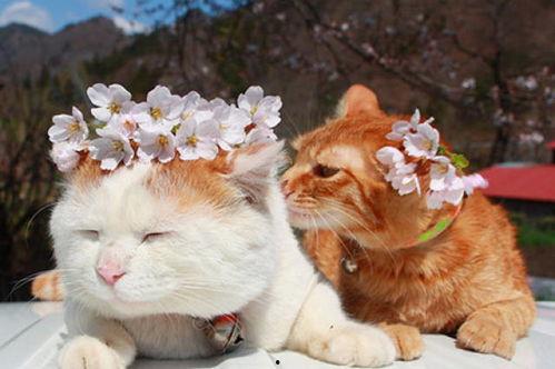 猫猫吃瓜会被听到流,揭秘萌宠趣味瞬间