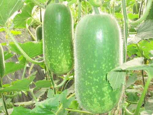 大夏天下雪吃瓜,民众欢聚吃瓜赏雪