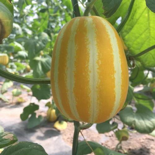 头像趴田里吃瓜,头像趴田里的悠闲时光