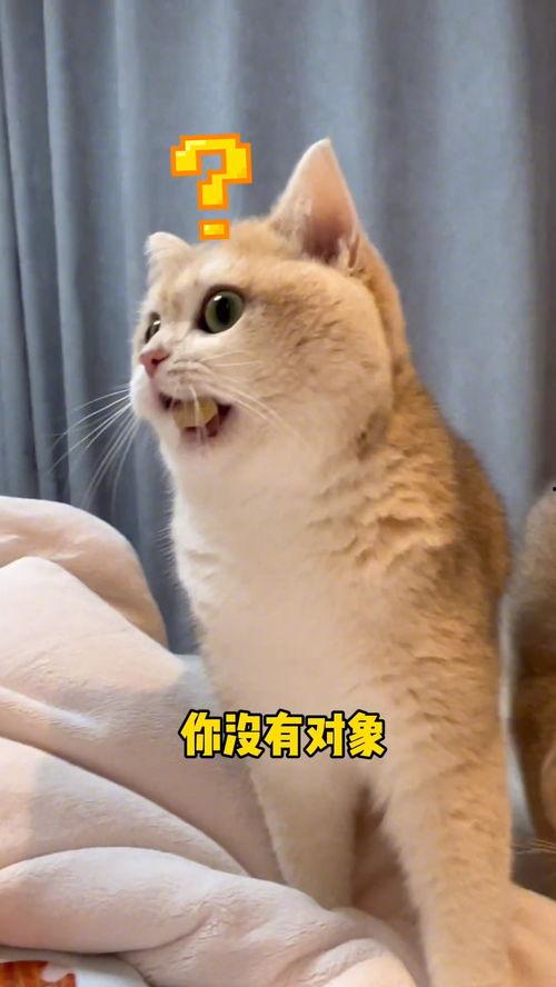 猫咪当吃瓜群众