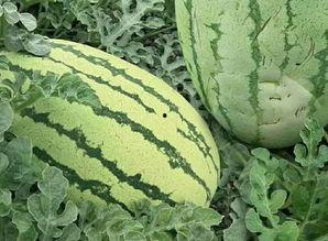 吃瓜的还是被吃瓜的,吃瓜群众与被吃瓜主角的众生相