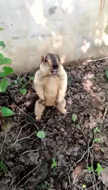 吃瓜群有呱,揭秘网络社交的趣味与争议