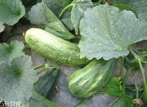 吃瓜黄的好处,揭秘美食背后的健康与美味