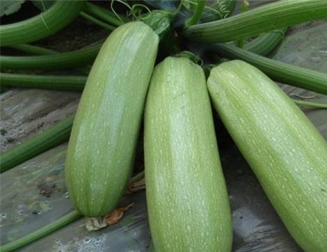 搜索吃瓜的好处,探寻夏日消暑的甜蜜秘密