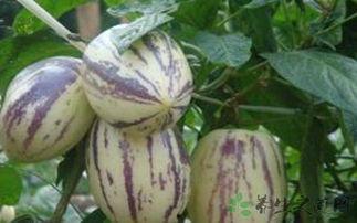 头痛可以吃茄瓜吗,缓解不适新选择