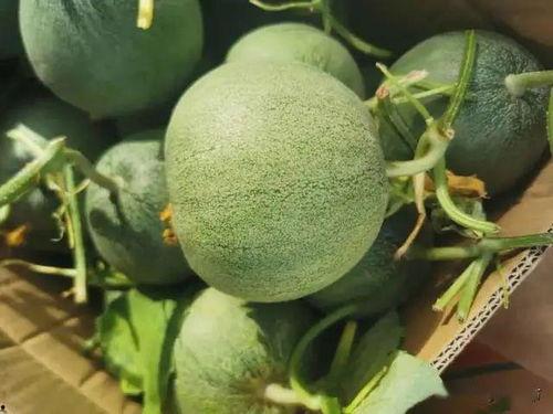 最新吃瓜在线,揭秘娱乐圈最新热点事件,带你领略明星幕后故事