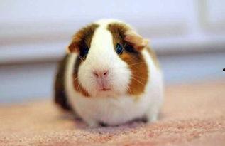 豚鼠吃茭瓜吗,探究豚鼠对茭瓜的喜爱程度