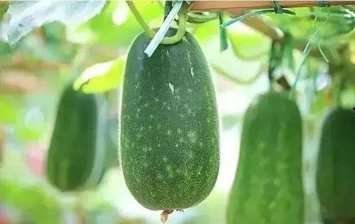 大暑吃瓜乐文章,瓜果飘香,畅享清凉夏日时光