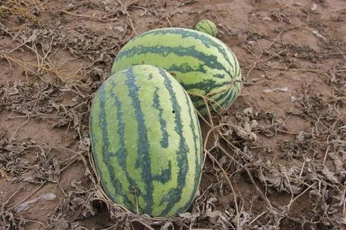 吃瓜小桐,揭秘娱乐圈那些不为人知的幕后故事